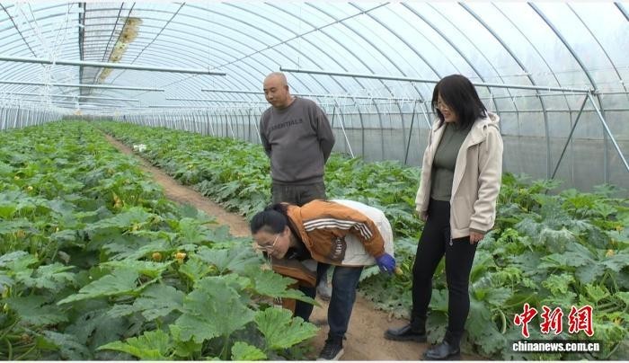 山西祁县：田间地头送技术 护航“菜篮子”稳产保供