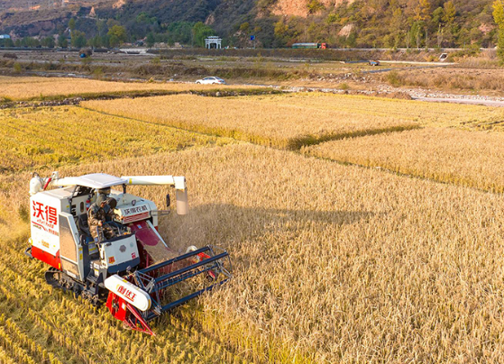 山西左权：水稻喜获丰收