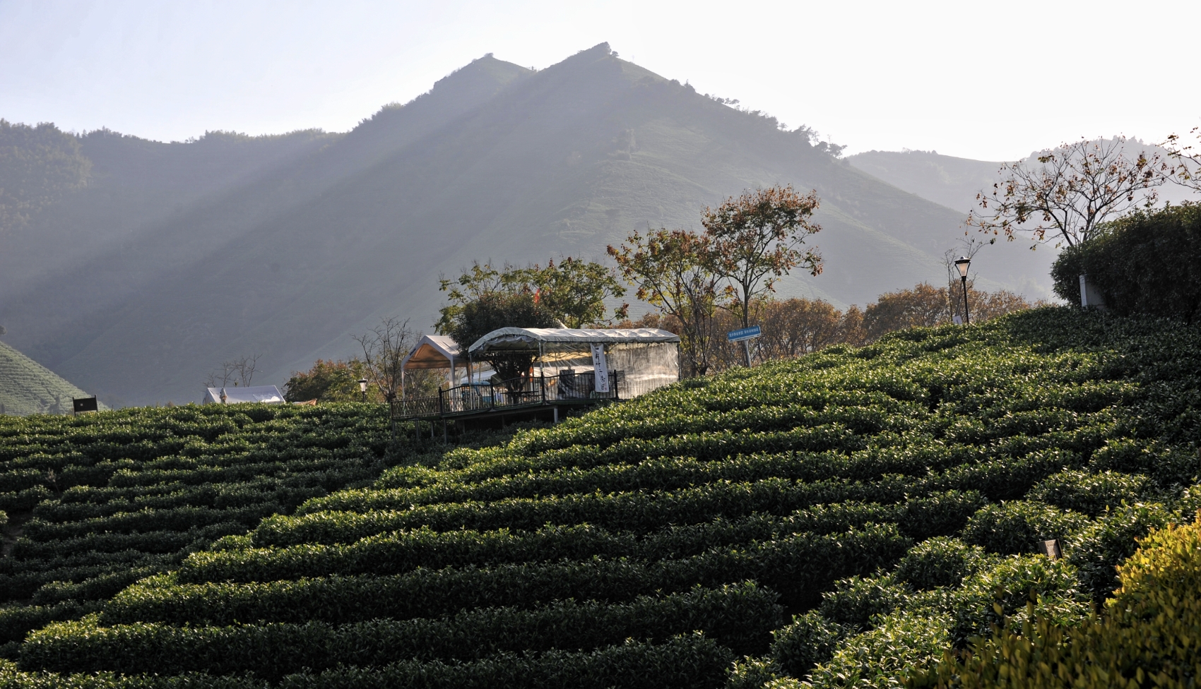 一片叶子富四方！全球华媒见证安吉白茶