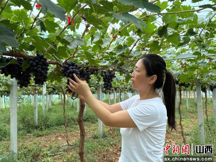 长子葡萄飘香迎丰收