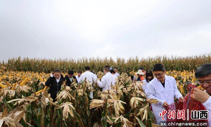 山西寿阳基地农技攻关结硕果 旱地种植实现高产新突破